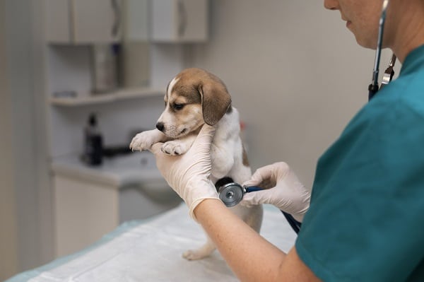 Veterinaire oscultant un petit chien